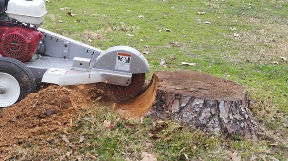Natural Stump Removal – How to Do It Without Stump Grinding post thumbnail image